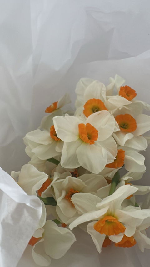 Daffodil Bunch