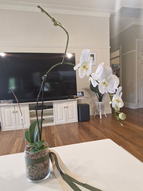 Classique Orchids