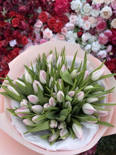Pink Tulips