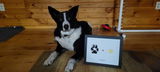 Pet Paw & Nose Print