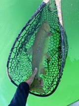 Jack.Of.All.Trouts review photo