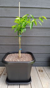 Reece Leef review photo