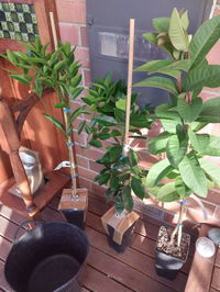Tropical Guava - Arka Kiran Seedling