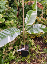 Banana - Royal Hawaiian (Variegated Ae Ae)