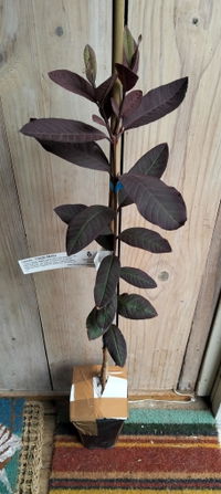 Guava - Purple Malay