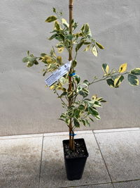 Calamansi - Variegated