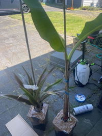 Banana - Musa sikkimensis (Red Tiger)