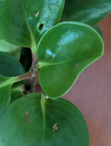 Mo review photo