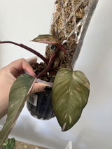 Rhiannah review photo