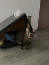 Choorens review photo