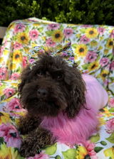 Myfurrloves review photo
