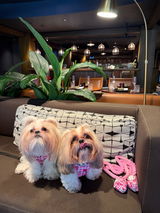Pochi and Peaches review photo