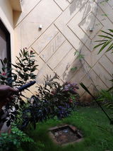 Alijawad review photo