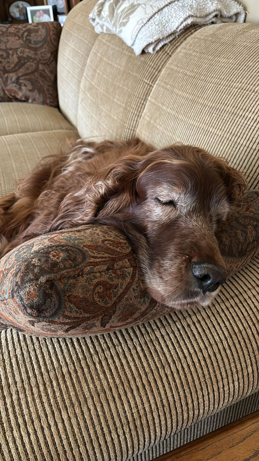 Dog Joint and Soft Tissue Supplement – Forte Flex K9 for Mobility & Comfort