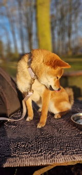 Patrick Spangenberg review photo