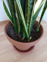 Andrea aus Essen review photo