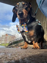 Sophy S. review photo