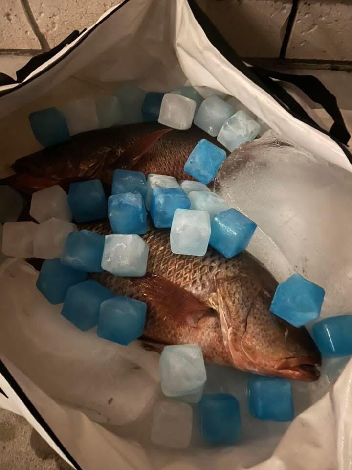 Flo Freeze Cubes Max
