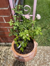Etsy customer review photo