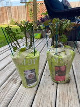 Etsy customer review photo