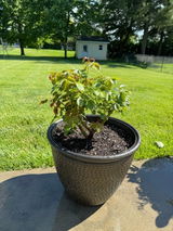 Etsy customer review photo