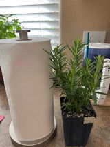 Etsy customer review photo