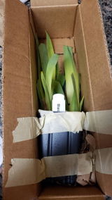 Etsy customer review photo