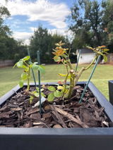 Etsy customer review photo