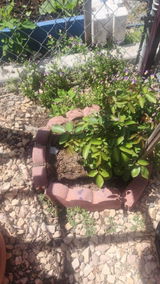Tona tunir vegetable gardening Green thumb review photo