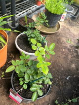 Jitprasong Green review photo