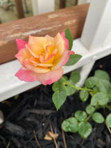 Breanna review photo