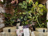 The Southern Plant Lady review photo