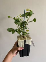 mandy jiang review photo