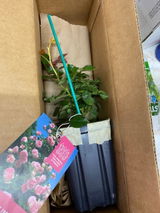 Alyssa Bouttapanith review photo