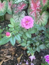 Rose review photo