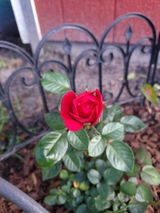 Rose review photo