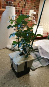 Margareta Meharry review photo