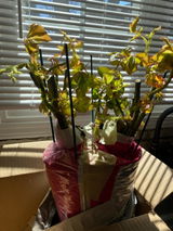 Etsy customer review photo