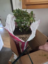 Etsy customer review photo