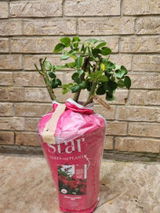 Sylvia review photo