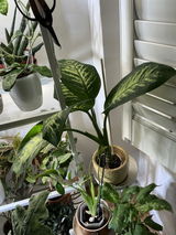 Irma Marzan review photo