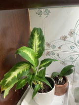 Irma Marzan review photo