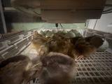 Hens Hooves and Honey Farms review photo