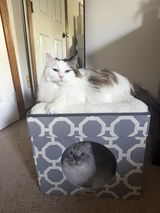 Sammy and Clyde review photo