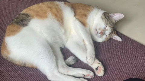 Comfort Zone for Cats- 舒適區貓咪專用天然香薰精油