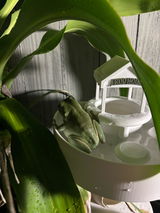 Tariana review photo