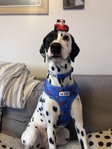 Pepper_thespot review photo