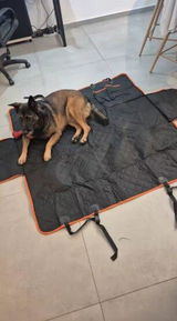 Orion Shea review photo