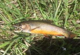 Kevin Lewis (Bighorn Mountains) review photo