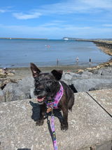 Peggy The Patterdale review photo